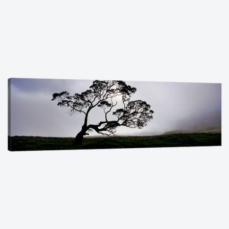 Silhouette Of A Koa Tree, Mauna Kea, Kamuela, Big Island, Hawaii, USA Canvas Print #PIM5162} by Panoramic Images Canvas Print