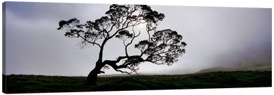 Silhouette Of A Koa Tree, Mauna Kea, Kamuela, Big Island, Hawaii, USA Canvas Art Print - Hawaii Art