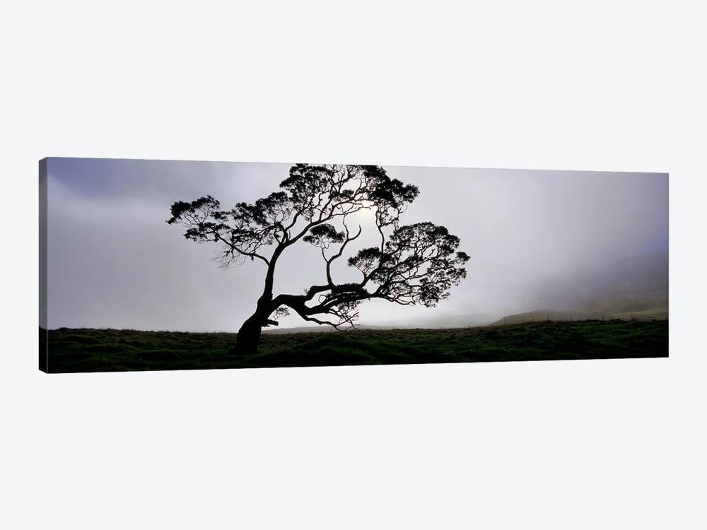 Silhouette Of A Koa Tree, Mauna Kea, Kamuela, Big Island, Hawaii, USA by Panoramic Images 1-piece Canvas Art Print