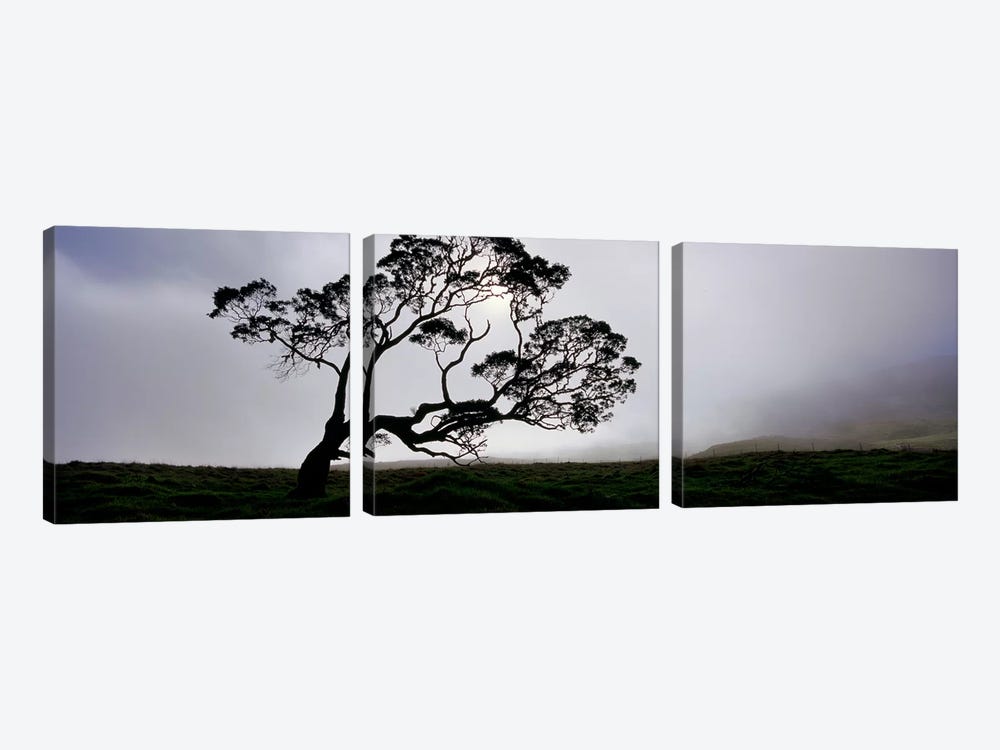 Silhouette Of A Koa Tree, Mauna Kea, Kamuela, Big Island, Hawaii, USA by Panoramic Images 3-piece Art Print