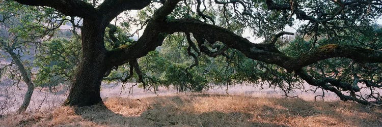 Oak Woodland, Sonoma County, California, USA