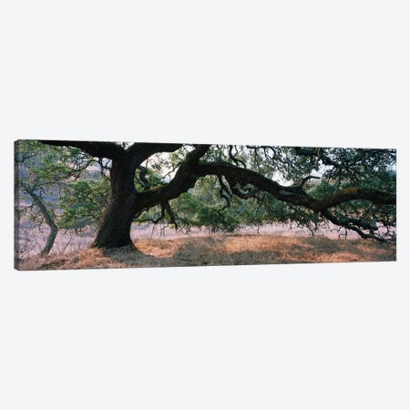 Oak Woodland, Sonoma County, California, USA Canvas Print #PIM5185} by Panoramic Images Canvas Wall Art