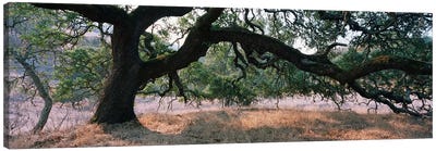 Oak Woodland, Sonoma County, California, USA Canvas Art Print - Oak Tree Art