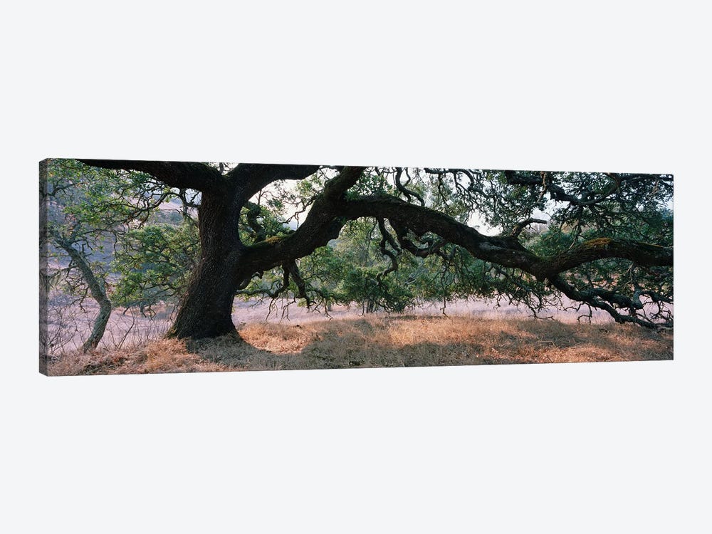 Oak Woodland, Sonoma County, California, USA by Panoramic Images 1-piece Canvas Art