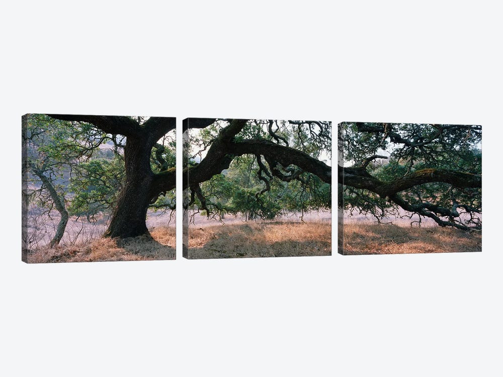 Oak Woodland, Sonoma County, California, USA by Panoramic Images 3-piece Canvas Art