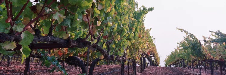 Low-Angle View Of A Vineyard Path, Sonoma County, California, USA