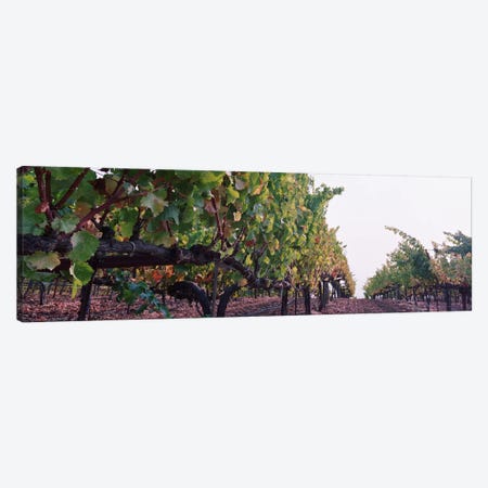 Low-Angle View Of A Vineyard Path, Sonoma County, California, USA Canvas Print #PIM5186} by Panoramic Images Canvas Wall Art