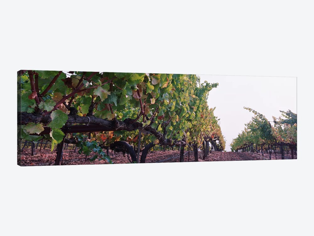 Low-Angle View Of A Vineyard Path, Sonoma County, California, USA by Panoramic Images 1-piece Canvas Art Print