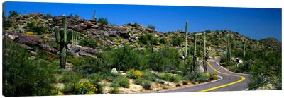 Desert Landscape Along A Winding Road, Phoenix, Arizona, USA Canvas Art Print - Arizona Art