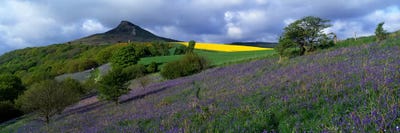 Bluebell Flowers In A FieldCleveland, North Yorkshire, England, United Kingdom by Panoramic Images canvas print
