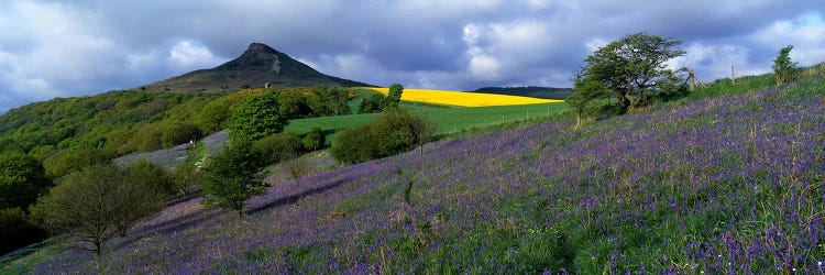 Bluebell Flowers In A FieldCleveland, North Yorkshire, England, United Kingdom