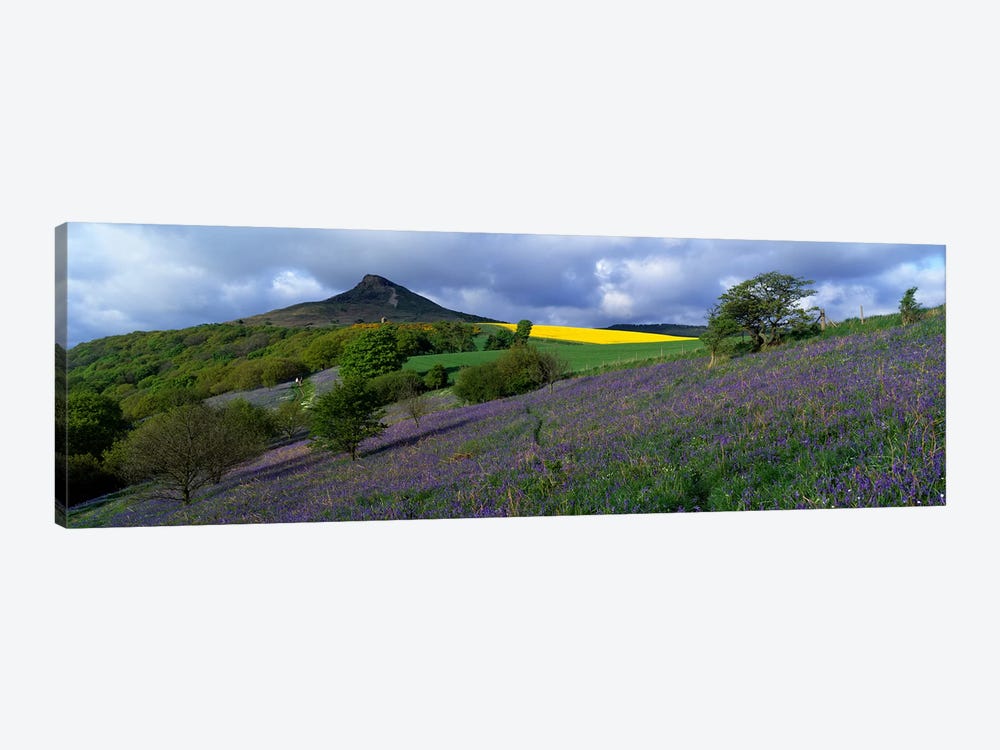 Bluebell Flowers In A FieldCleveland, North Yorkshire, England, United Kingdom by Panoramic Images 1-piece Canvas Artwork