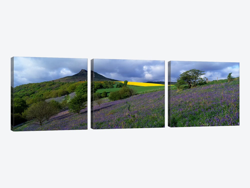 Bluebell Flowers In A FieldCleveland, North Yorkshire, England, United Kingdom by Panoramic Images 3-piece Canvas Wall Art