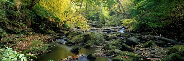 Forest Landscape Along Eller Beck, North Yorkshire, England, United Kingdom