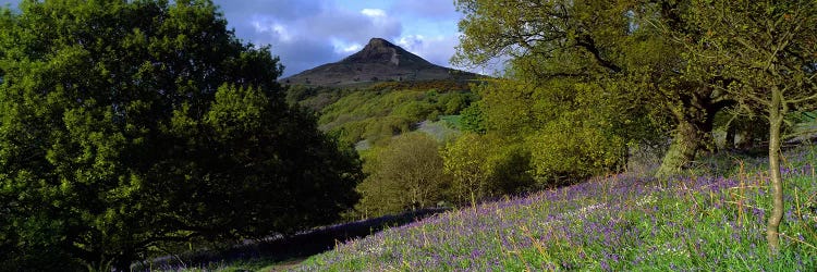 Bluebell Flowers In A FieldCleveland, North Yorkshire, England, United Kingdom