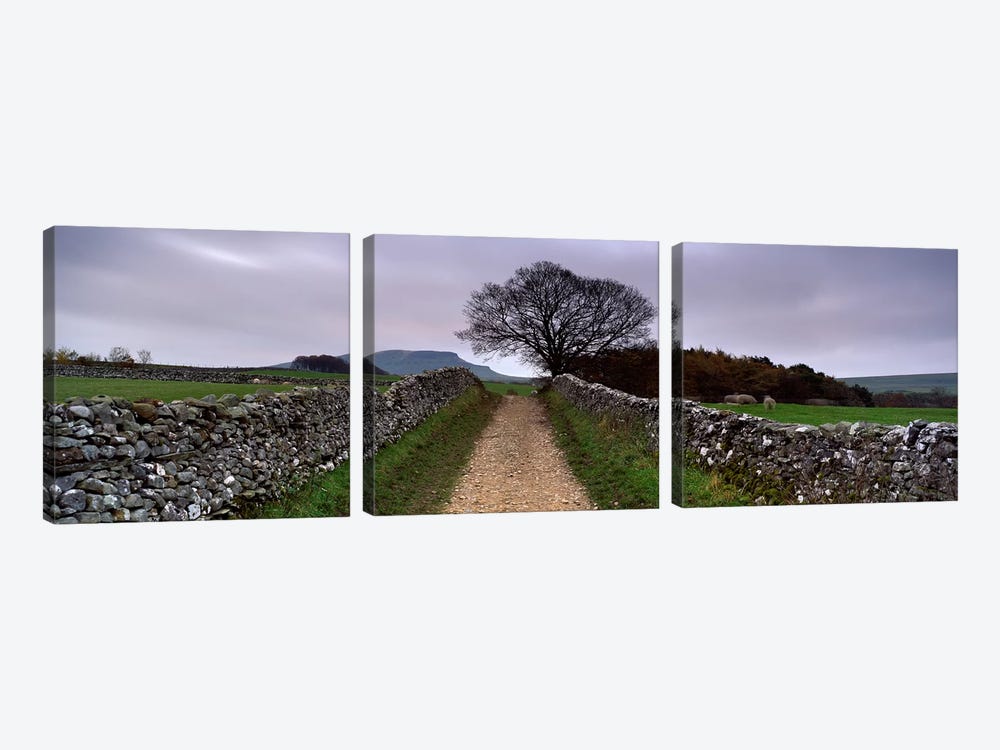Stone Walls Along A Path, Yorkshire Dales, England, United Kingdom by Panoramic Images 3-piece Canvas Art Print