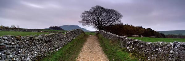 Stone Walls Along A Path, Yorkshire Dales, England, United Kingdom