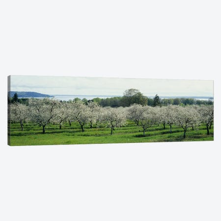 Cherry Blossoms, Traverse City, Old Mission Peninsula, Michigan, USA Canvas Print #PIM5257} by Panoramic Images Canvas Wall Art