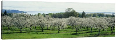 Cherry Blossoms, Traverse City, Old Mission Peninsula, Michigan, USA Canvas Art Print - Cherry Tree Art