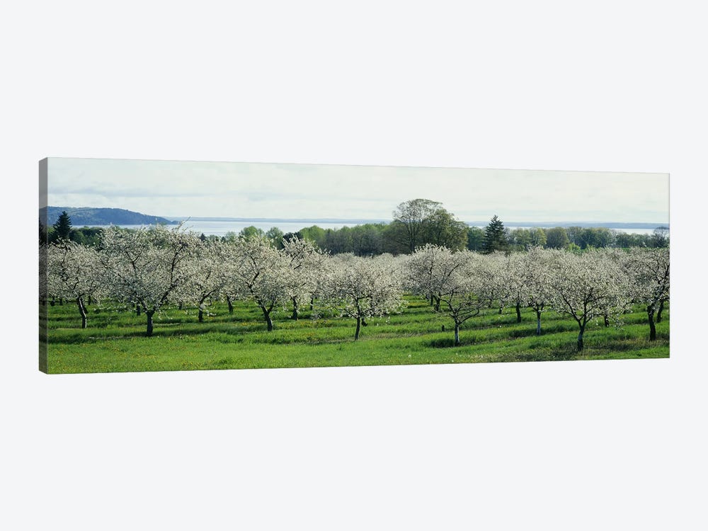 Cherry Blossoms, Traverse City, Old Mission Peninsula, Michigan, USA by Panoramic Images 1-piece Art Print