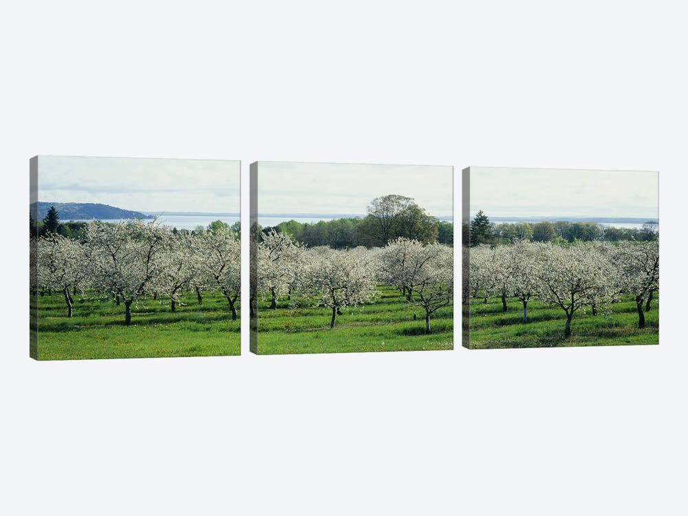 Cherry Blossoms, Traverse City, Old Mission Peninsula, Michigan, USA by Panoramic Images 3-piece Art Print
