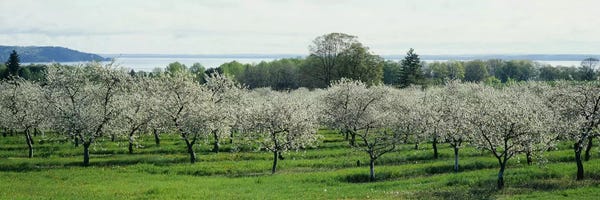 Michigan: Cherry Blossoms, Traverse City, Old Mission Peninsula, Michigan, USA by Panoramic Images