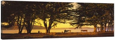 Trees In A Field, Crissy Field, San Francisco, California, USA Canvas Art Print - San Francisco Art