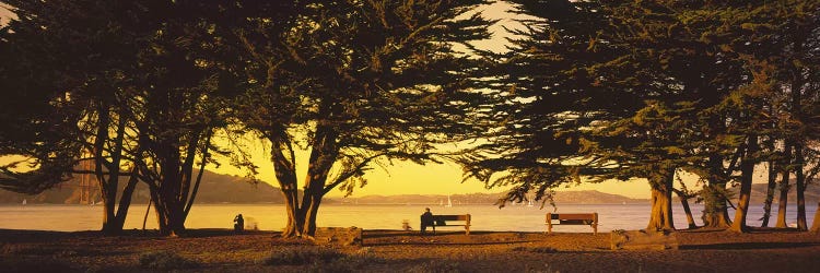 Trees In A Field, Crissy Field, San Francisco, California, USA