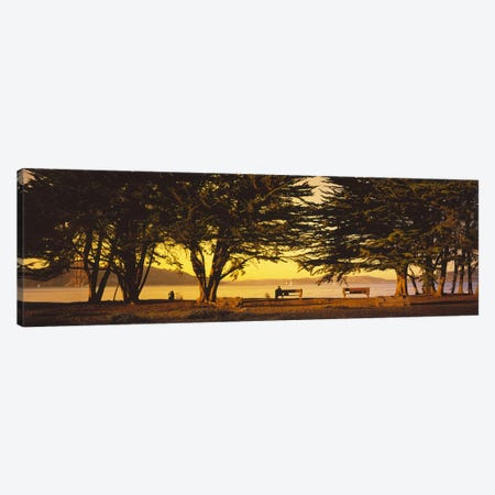 Trees In A Field, Crissy Field, San Francisco, California, USA Canvas Print #PIM5260} by Panoramic Images Canvas Art
