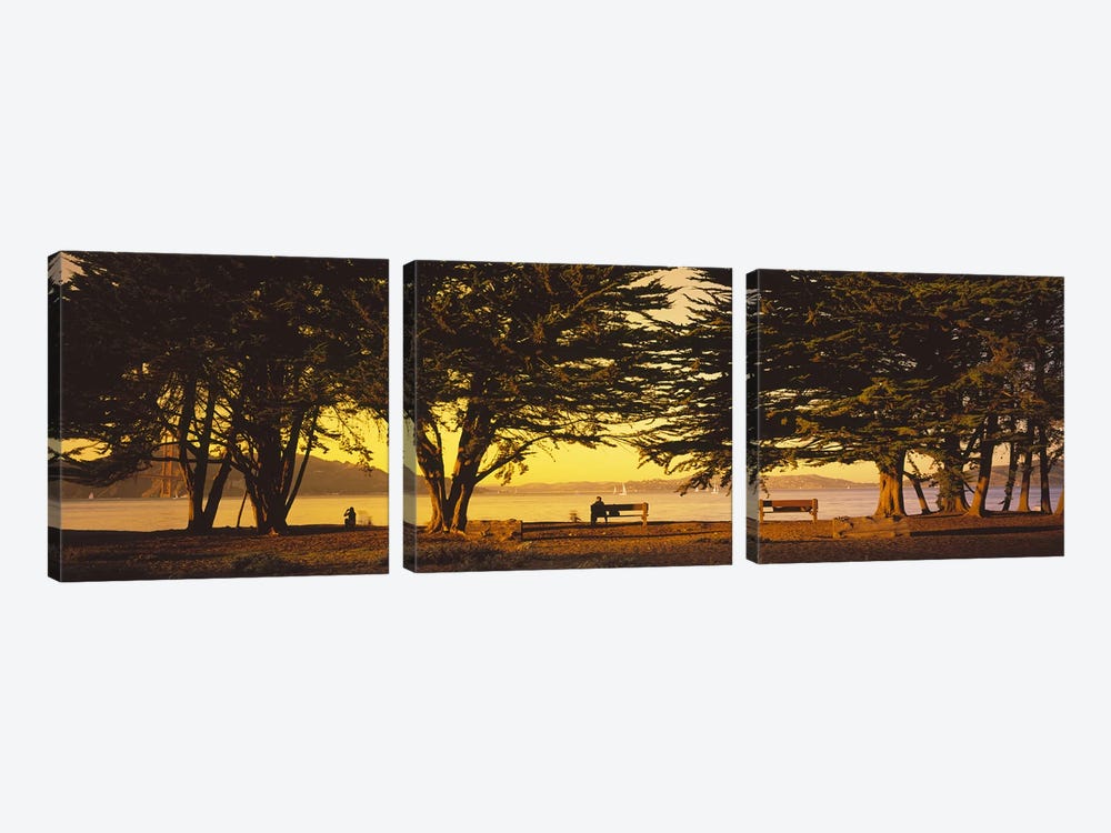 Trees In A Field, Crissy Field, San Francisco, California, USA by Panoramic Images 3-piece Canvas Print