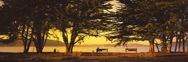 San Francisco: Trees In A Field, Crissy Field, San Francisco, California, USA by Panoramic Images
