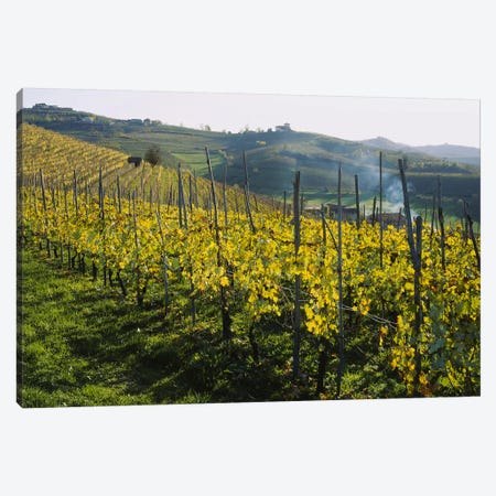 Vineyard Landscape, Piedmont, Italy Canvas Print #PIM5322} by Panoramic Images Canvas Art Print