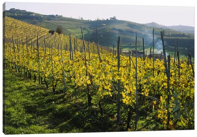Vineyard Landscape, Piedmont, Italy Canvas Art Print - Vineyard Art