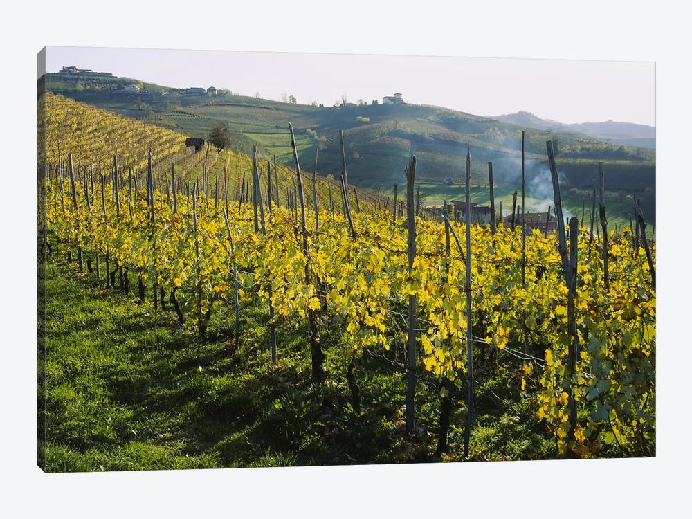 Vineyard Landscape, Piedmont, Italy by Panoramic Images 1-piece Canvas Art