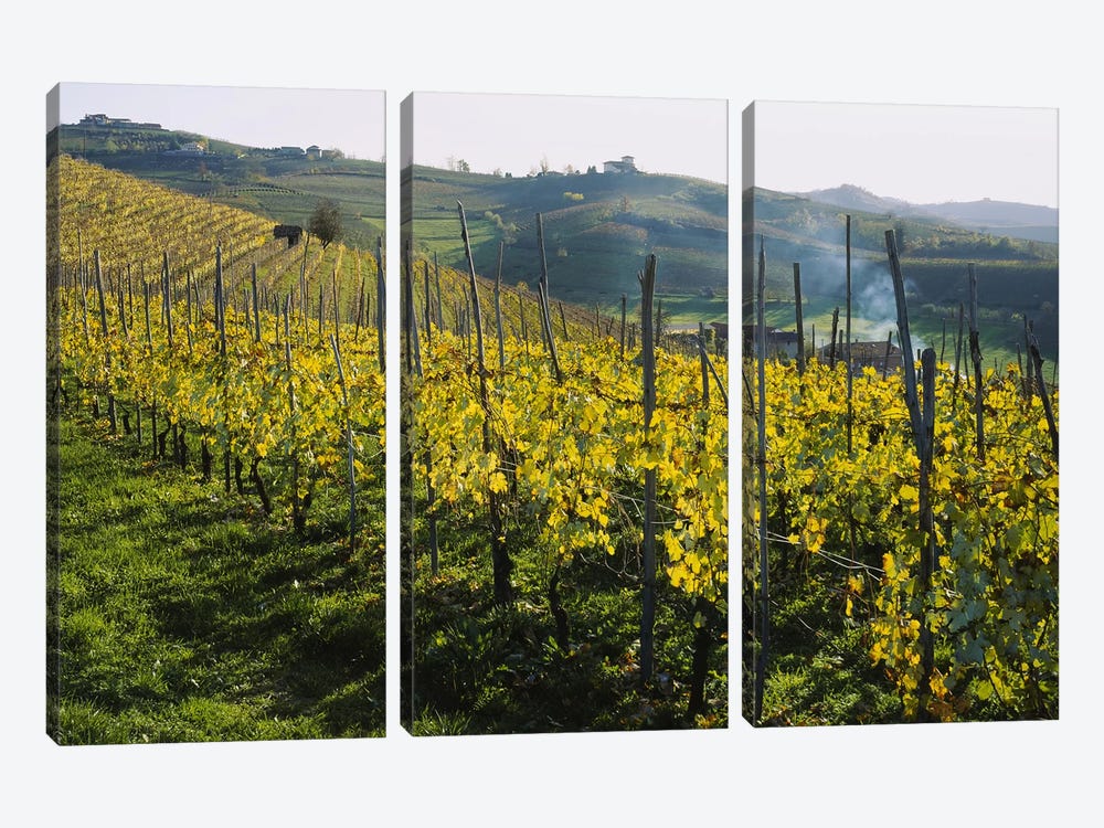 Vineyard Landscape, Piedmont, Italy by Panoramic Images 3-piece Canvas Art