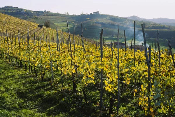 Vineyards: Vineyard Landscape, Piedmont, Italy by Panoramic Images