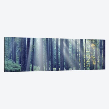 Sunlight passing through trees in the forest, South Bohemia, Czech Republic Canvas Print #PIM5327} by Panoramic Images Canvas Art