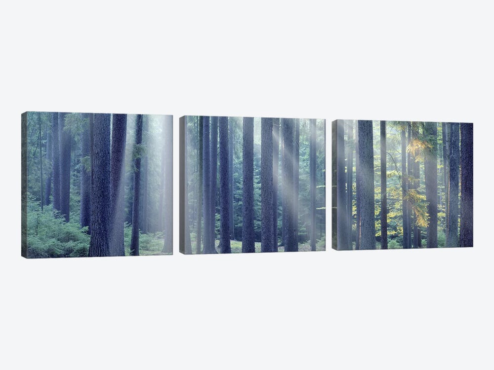 Sunlight passing through trees in the forest, South Bohemia, Czech Republic by Panoramic Images 3-piece Art Print