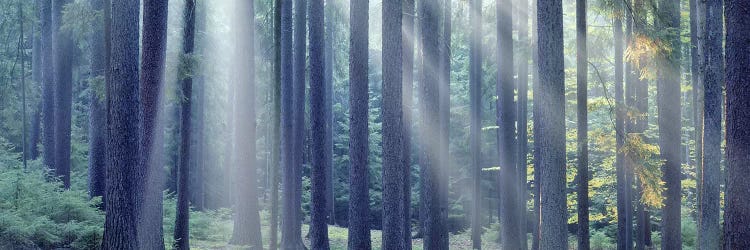 Sunlight passing through trees in the forest, South Bohemia, Czech Republic