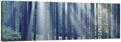 Sunlight passing through trees in the forest, South Bohemia, Czech Republic Canvas Art Print