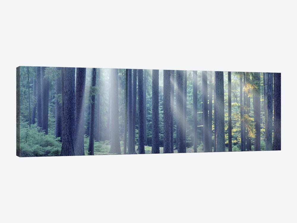 Sunlight passing through trees in the forest, South Bohemia, Czech Republic by Panoramic Images 1-piece Canvas Art Print
