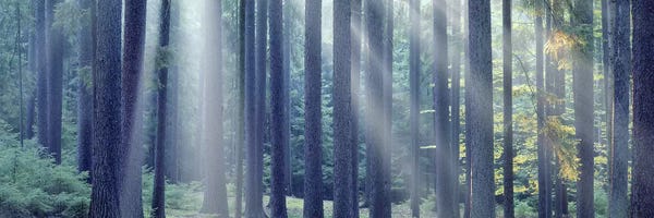 Photography: Sunlight passing through trees in the forest, South Bohemia, Czech Republic by Panoramic Images