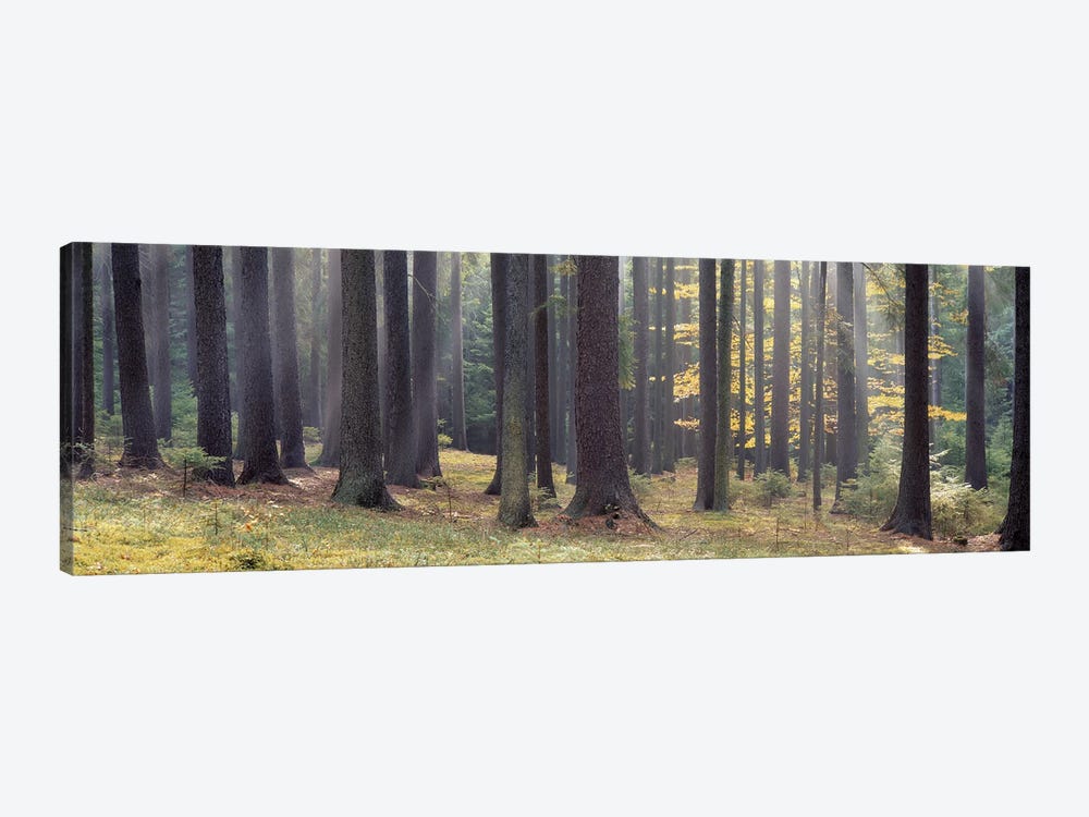 Trees in the forest, South Bohemia, Czech Republic by Panoramic Images 1-piece Canvas Artwork