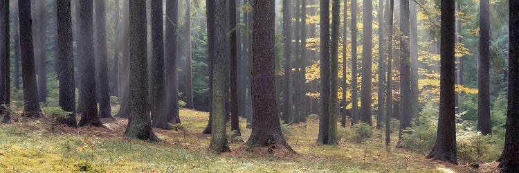 Trees in the forest, South Bohemia, Czech Republic