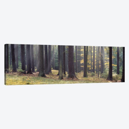 Trees in the forest, South Bohemia, Czech Republic Canvas Print #PIM5328} by Panoramic Images Canvas Art Print