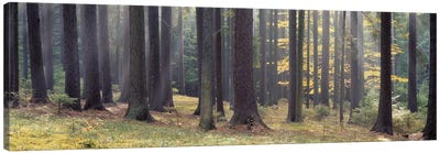 Trees in the forest, South Bohemia, Czech Republic Canvas Art Print - Czech Republic Art