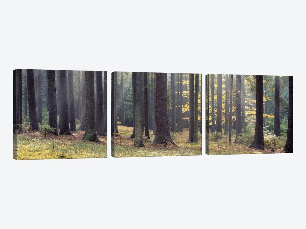 Trees in the forest, South Bohemia, Czech Republic by Panoramic Images 3-piece Canvas Wall Art