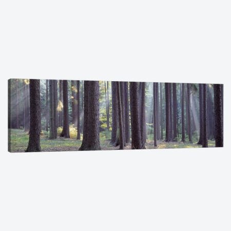 Trees in the forest, South Bohemia, Czech Republic #2 Canvas Print #PIM5329} by Panoramic Images Canvas Print