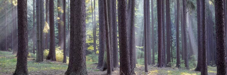 Trees in the forest, South Bohemia, Czech Republic #2