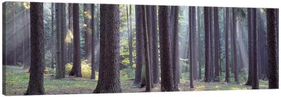Trees in the forest, South Bohemia, Czech Republic #2 Canvas Art Print - Wilderness Art
